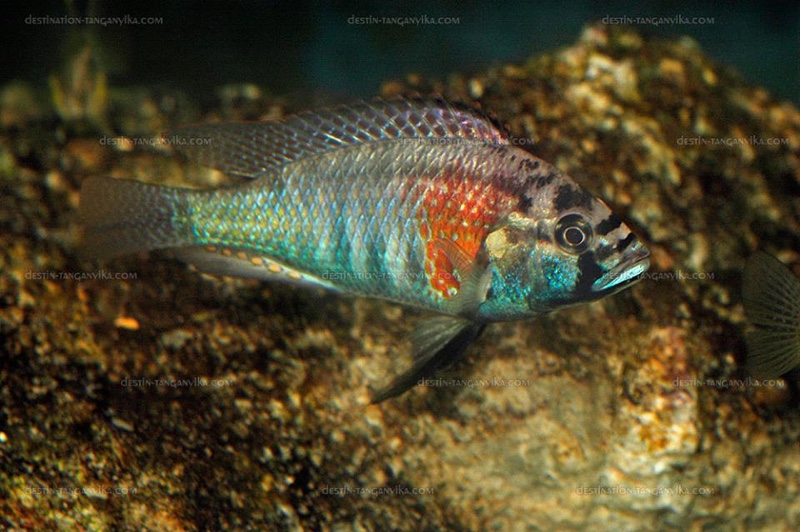 Astatotilapia burtoni 'Bujumbura'